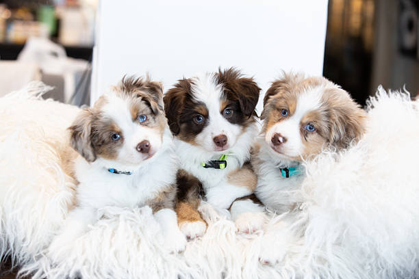 Three fluffy puppies with bright blue eyes and unique fur patterns cuddle together on a soft white blanket in a well-lit indoor space. They look playful and cozy, enjoying each other's company.