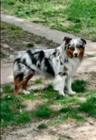 Sire: River Run’s Diamond Gem