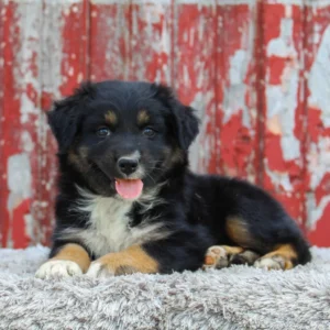 Layla-5-1024x1024 Layla