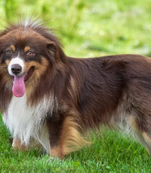 Sire: Friendship Farms Red Rover