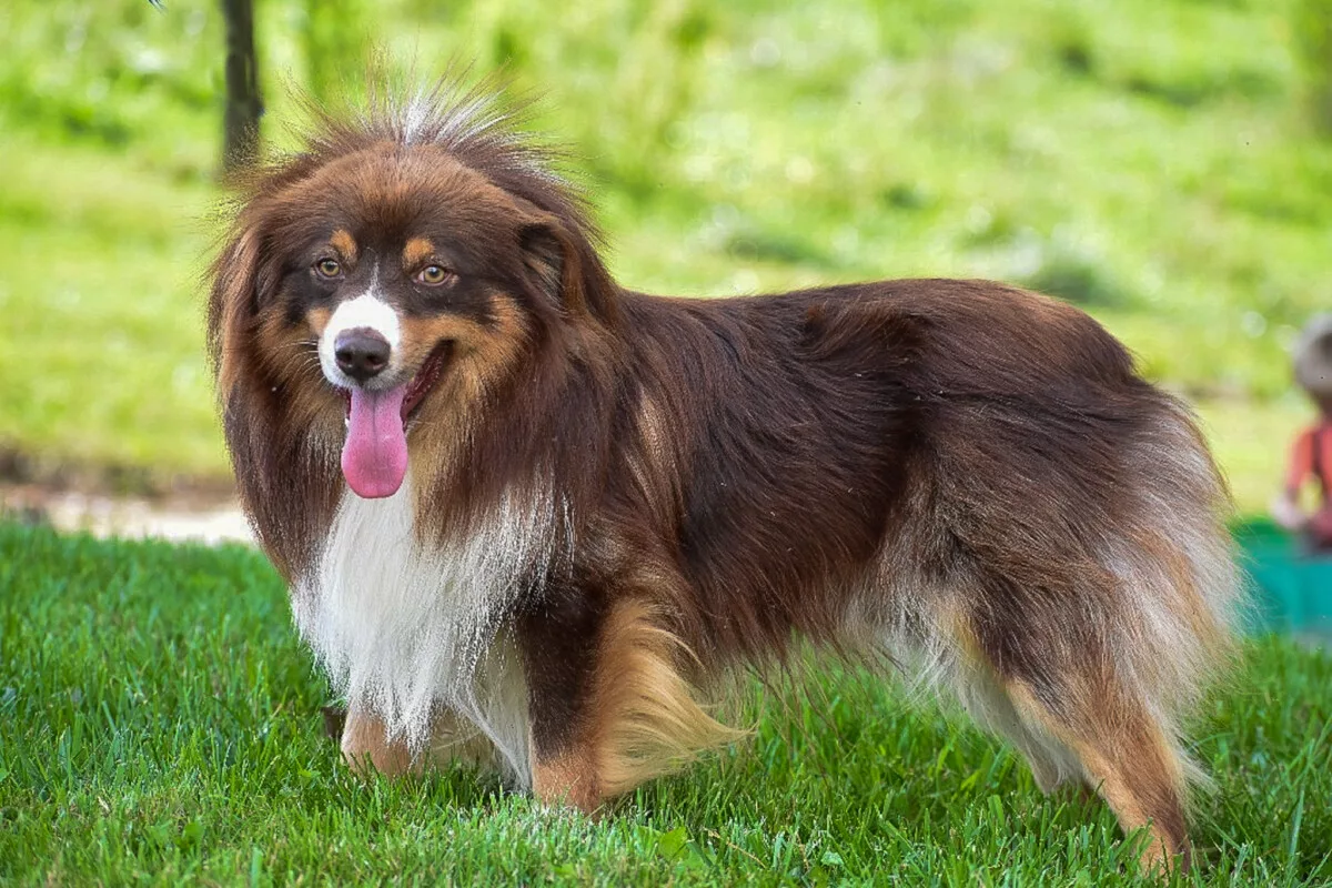 Sire: Friendship Farms Red Rover