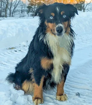 Sire: Friendship Valley Austen