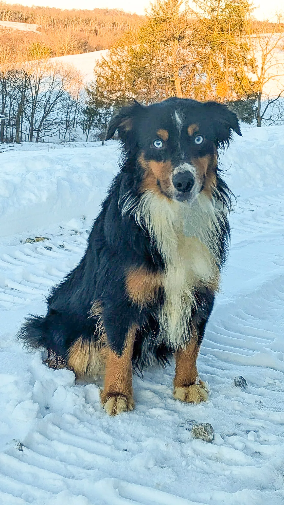 Sire: Friendship Valley Austen