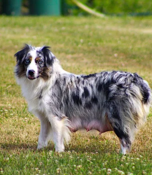 Dam: Molly – Andrew Miller