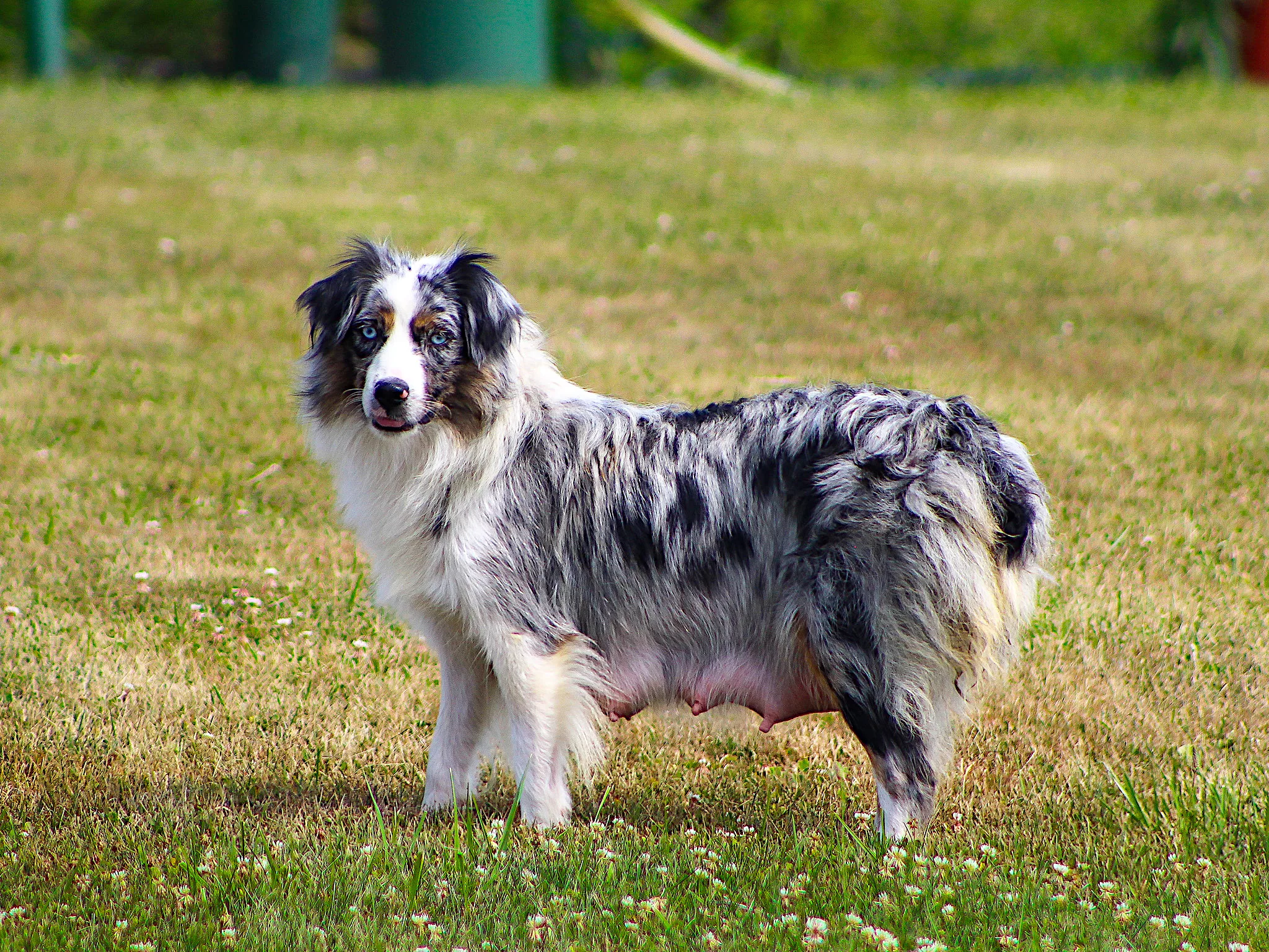 Dam: Molly – Andrew Miller