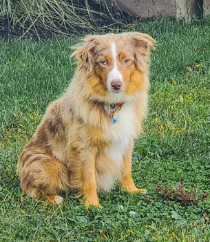 Dam: Bella’s Red Starla