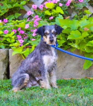 Dam: Daisy Mini Aussiedoodle