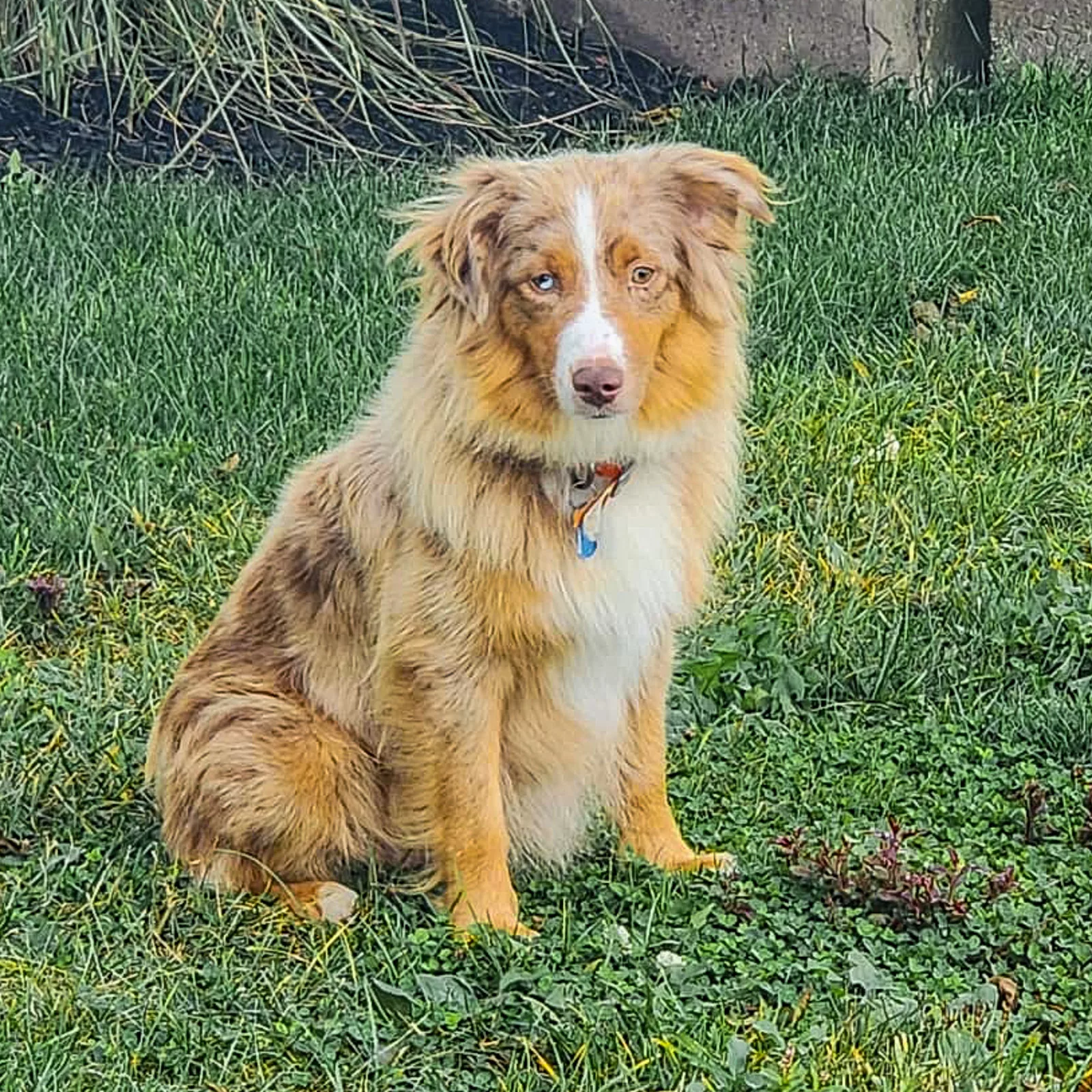 Dam: Bella’s Red Starla