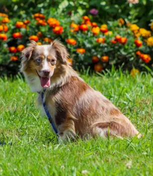 Dam: Coffee Run Rosie