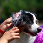 images - 2025-11-10T061002.722