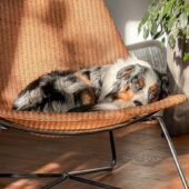 Australian Shepherd Dog Relaxing in a Wicker Chair in Sunlit Room