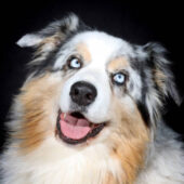 Portrait of a blue-eyed Australian Shepherd on a black background