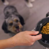 Female Doctor Returning from Work - Feeding Dog