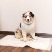 Aussie Australian Shepherd puppy in blue marble color and different eye color uses a hygienic diaper in the house as his bed. Puppy sits on a clean diaper spread on the floor and looks at the camera. Teaching the dog to clean the toilet. Puppy toilet training sitting on a diaper photo